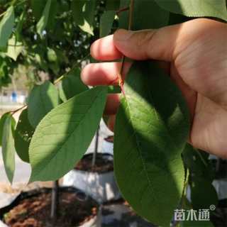 5公分加拿大红樱