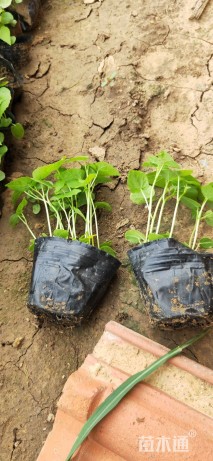 高度15厘米芙蓉葵