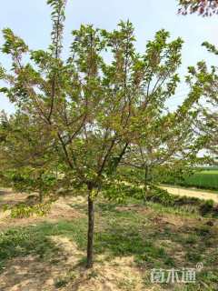 12公分红粉佳人樱