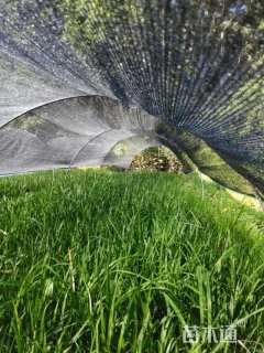 高度30厘米金叶石菖蒲