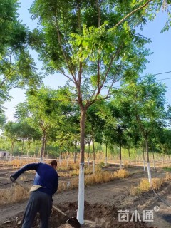 15公分栾树