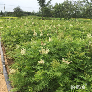高度30厘米珍珠梅