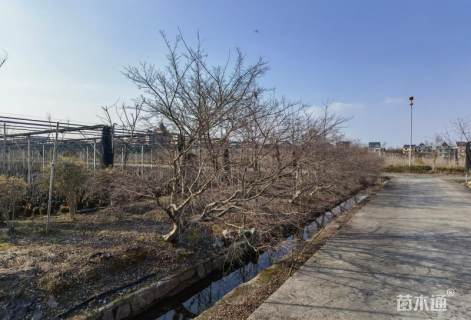 16公分日本红枫