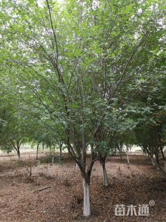 11公分西府海棠