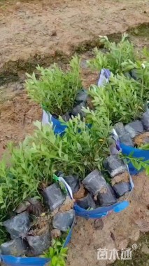 高度25厘米杜鹃