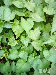 高度50厘米野荞麦