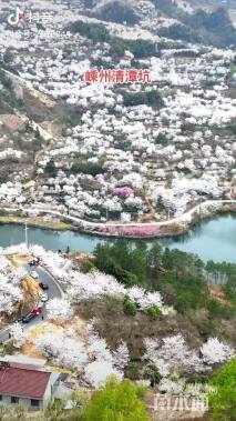 12公分染井吉野樱