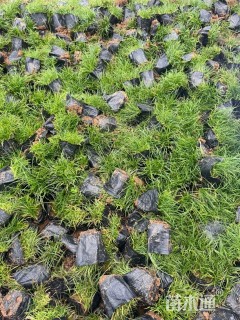 高度4厘米青绿苔草