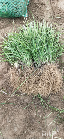 高度20厘米紫云英