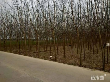 10公分金叶复叶槭