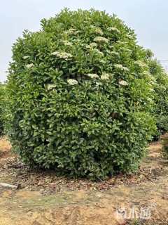 高度300厘米中华石楠