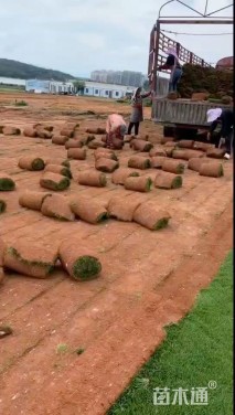 草卷状四季青草坪