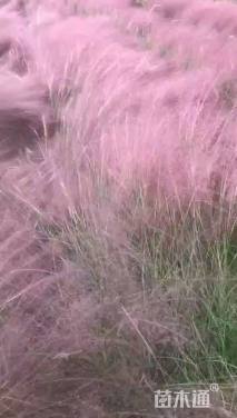 高度50厘米粉黛乱子草