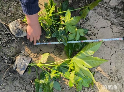 高度40厘米八角金盘