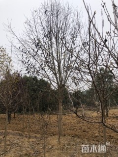 12公分二乔玉兰