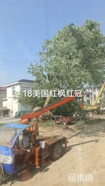 15公分绚丽海棠