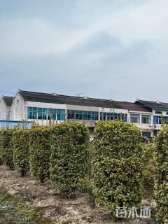 高度220厘米金边黄杨