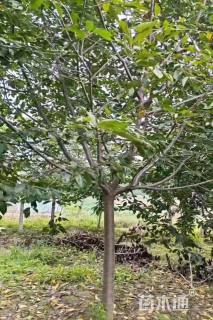 13公分飞寒樱