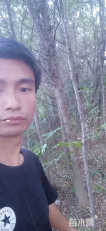 12公分皂荚