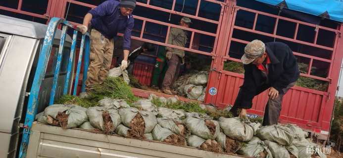 高度50厘米侧柏