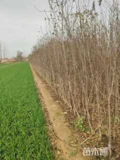 2公分苹果树