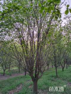 15公分木瓜海棠