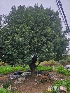 27公分香樟