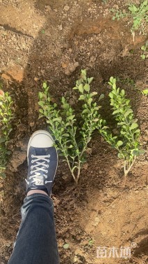 高度40厘米卫矛