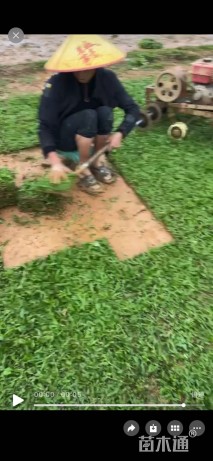 大叶油草