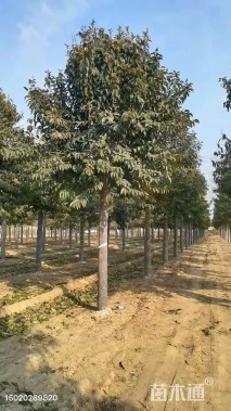 15公分大叶女贞