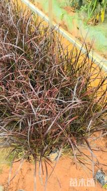 高度35厘米紫叶狼尾草