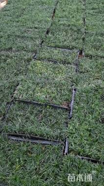 高度8厘米玉龙草