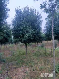 13公分红叶石楠