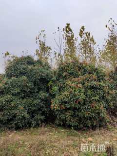 高度150厘米中华石楠