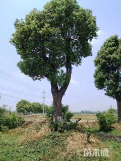 58公分香樟
