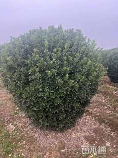 冠幅220厘米大叶黄杨球