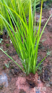 高度20厘米金叶石菖蒲