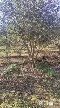 高度700厘米丛生元宝枫