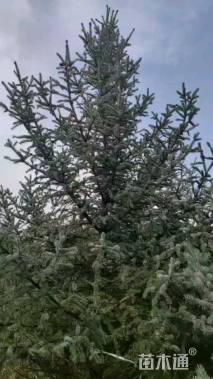 高度500厘米云杉