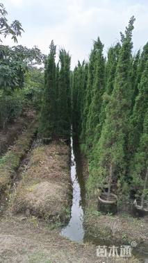 高度60厘米塔柏