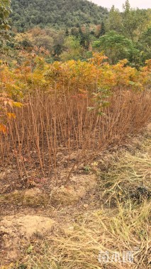 高度80厘米黄连木小苗