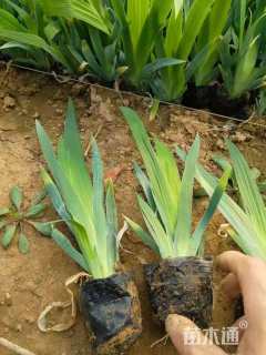 高度20厘米鸢尾