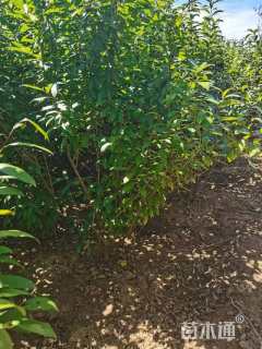 高度100厘米郁李