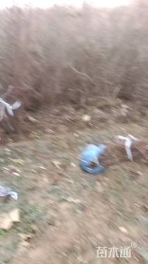 高度100厘米玫瑰