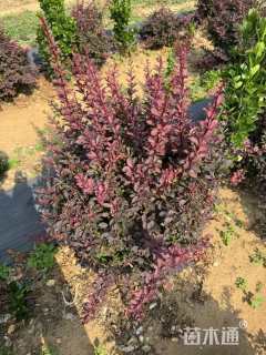 高度50厘米紫叶小檗