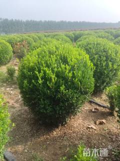 冠幅100厘米瓜子黄杨球