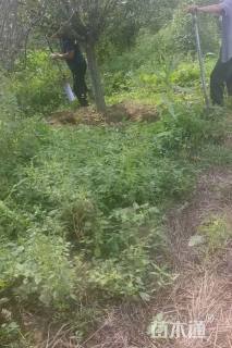 12公分水杉