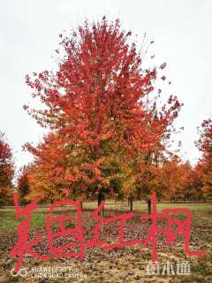 28公分美国红枫