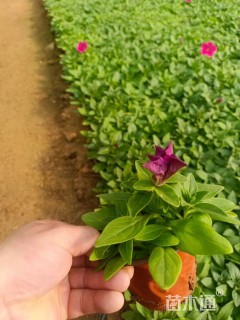 高度15厘米矮牵牛