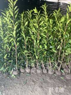 高度100厘米法国冬青